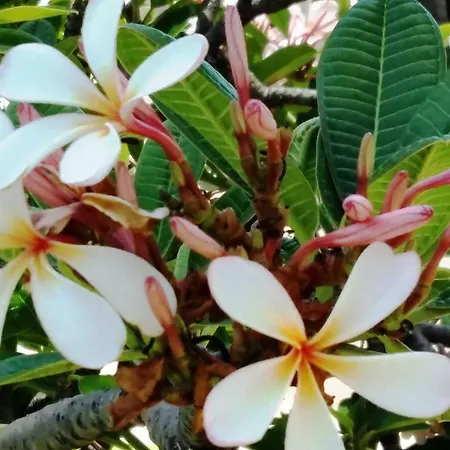 Frangipani Apartment